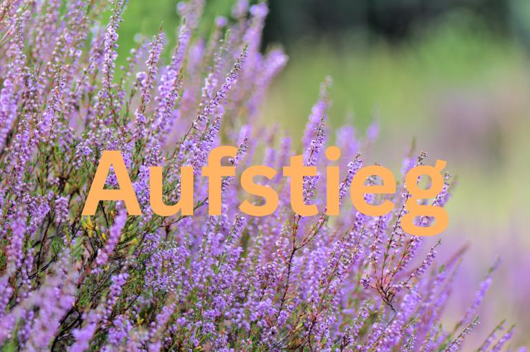 Heidepflanze im Hintergrund. Im Vordergrund orangefarbene Schrift mit dem Titel "Aufstieg"