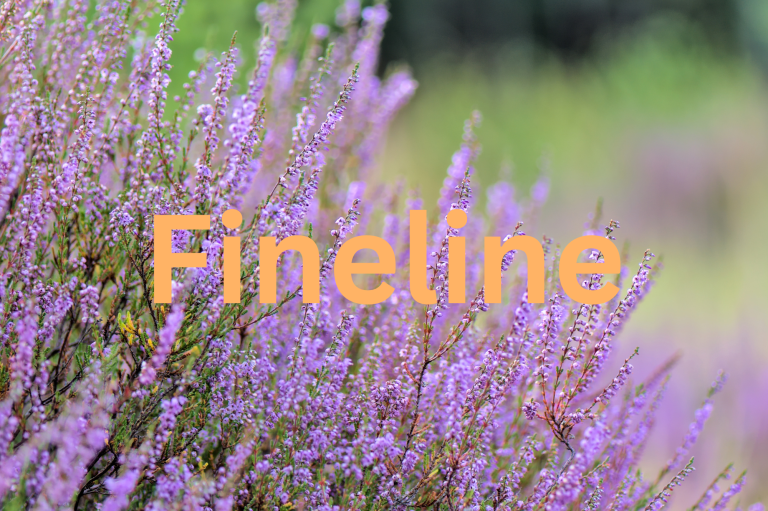 Heidepflanze im Hintergrund. Im Vordergrund orangefarbene Schrift mit dem Titel "Fineline"